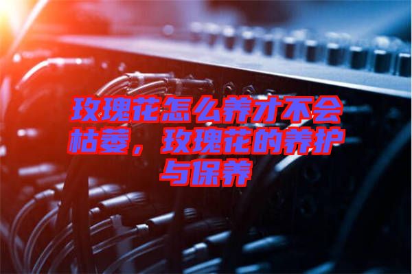 玫瑰花怎么養(yǎng)才不會枯萎，玫瑰花的養(yǎng)護與保養(yǎng)